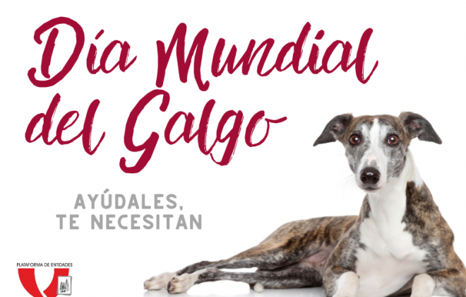 día mundial galgo